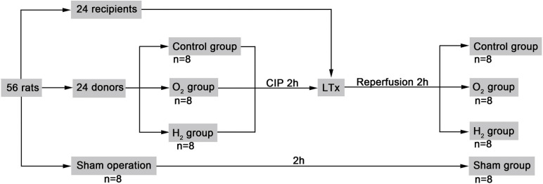 An external file that holds a picture, illustration, etc.
Object name is fphys-12-699344-g001.jpg